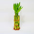 Lucky Bamboo Stalks with Shoots, 8"