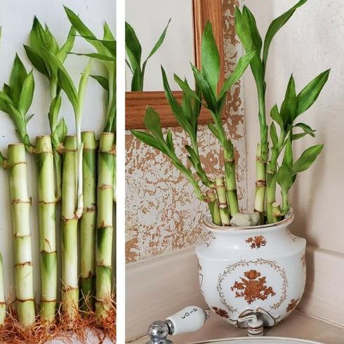 Generic 5 6 inches Lucky Bamboo with Plant Fertilizer, Feng Shui, Bring Good Luck to Your Home, Ideal Gift, Easy