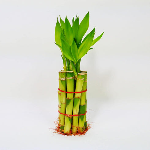 Lucky Bamboo Stalks with Shoots, 6"