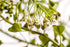 Health Embassy Shepherds Purse Herb | Capsella bursa-pastoris | Herbal Tea (100g)