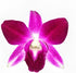100 (2 box@50 Fresh Purple Dendrobium Orchids Individual blossoms ct pcs). For Cake Decorating and Garnishes