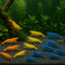 Generic 3 Yellow & 3 Blue & 3 Orange Three Mix Colors Live