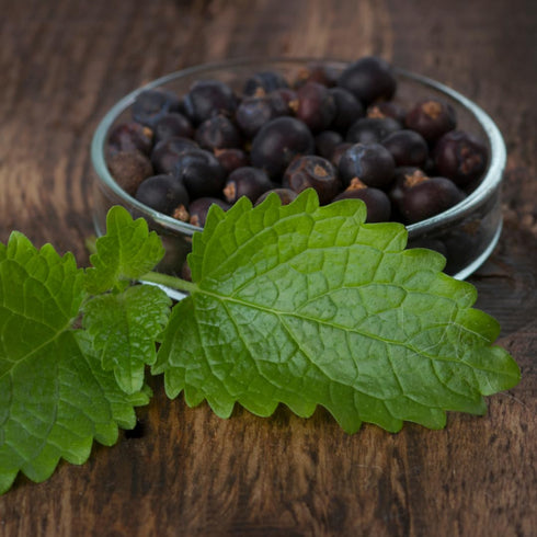 (2.56 Olive & Vine Juniper Berries, Earthy & Piney Flavor, Seasoning for Game Meats, Sauerkraut, Gin Infusions, Rich