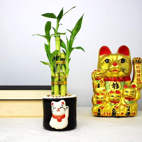 5 8 Inch Live Lucky Bamboo Stalk Arrangement - Live Indoor House Plant for Home Decor, Arts & Crafts, Zen Garden