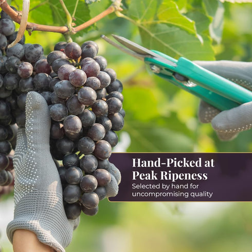 8.4oz (Pack 12), Pure Grape Juice, Glass Bottle of Cold Pressed Juice, Not from Concentrate, Non-GMO, No Sugar Added