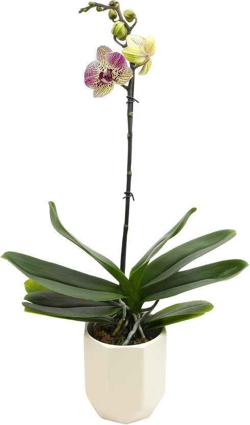 20-24" Novelty Phalaenopsis Live Orchid Plant & White Orchid Pot Live Plant Gift, Fresh Orchids Plants Live House