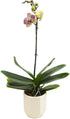 20-24" Novelty Phalaenopsis Live Orchid Plant & White Orchid Pot Live Plant Gift, Fresh Orchids Plants Live House