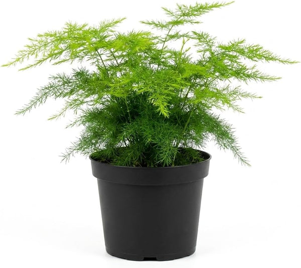 NYGardenia 4 Inch Pot Asparagus Fern Live Plant, Soft Feathery Foliage, Easy Care