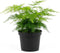 NYGardenia 4 Inch Pot Asparagus Fern Live Plant, Soft Feathery Foliage, Easy Care