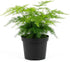 NYGardenia 4 Inch Pot Asparagus Fern Live Plant, Soft Feathery Foliage, Easy Care