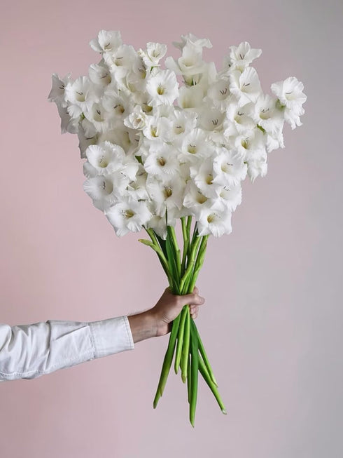 Cassiolina 10 Fresh Cut Gladiolus Flowers, Long Stem Bouquet, Stems, Sword Lily for Home Wedding Party Vase Decor
