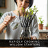Black Willow Bonsai Tree Cutting to Grow - Dark Branches - Fast Growth, Good for Training - Easy-to-Root for Beginners