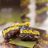 14oz (400g) (Pack 1) Jomara Organic Dates with Pistachio | Healthy Dried Fruit | Fiber and Antioxidants Natural Source