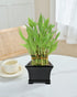 Indoor Lucky Bamboo Tower - Classic Three Layer Plant in Black Ceramic Pot