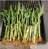 Generic 7 5x4 2x6, Lucky Bamboo Plants, and Bring Positive Energy, Easy to Care, Just Add Water with Butterfly Stake!