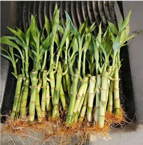 Generic 10 6 Inches, Lucky Bamboo Plants Feng Shui, Indoor Plant, Bring Good Luck to Your Home, Perennial, Easy to Care