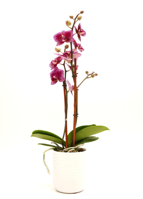 DecoBlooms Premium Purple 3 Orchid Live Indoor Plant (Modern Pot Included) Grown