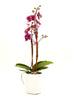 DecoBlooms Premium Purple 3 Orchid Live Indoor Plant (Modern Pot Included) Grown