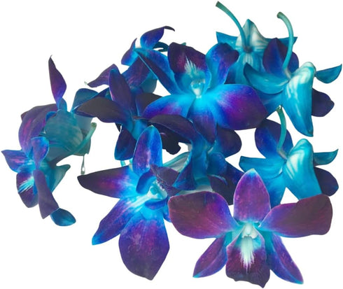 (50 Miami Fresh Orchid Flower OrchidClub USA Sunne Tropical Loose Bloom DIY Lei, food & drink decoration BLUE)