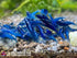 Las Vegas Exotic Fish 20 High Grade Blue Dream Shrimps Neocaridina Live Freshwater Shrimp Aquarium Inverts (Live