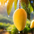 21OZ (600gram) (Pack 6) Natural Dried Mango Premium Quality, Soft & Chewy, Naturally Sweet, Gluten-Free, Vegan, Healthy