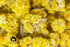 GRIGORIAN GOURMET Immortelle 7 OZ (200g) (Helichrysum Pallasii) Dried Flowers with Stems, Loose Herbal Tea |