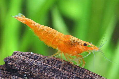 15+ RedYellow-Orange Live Freshwater Shrimp High Grade Live Shrimps - Freshwater Shrimp Aquarium Inverts, Hardy Nano