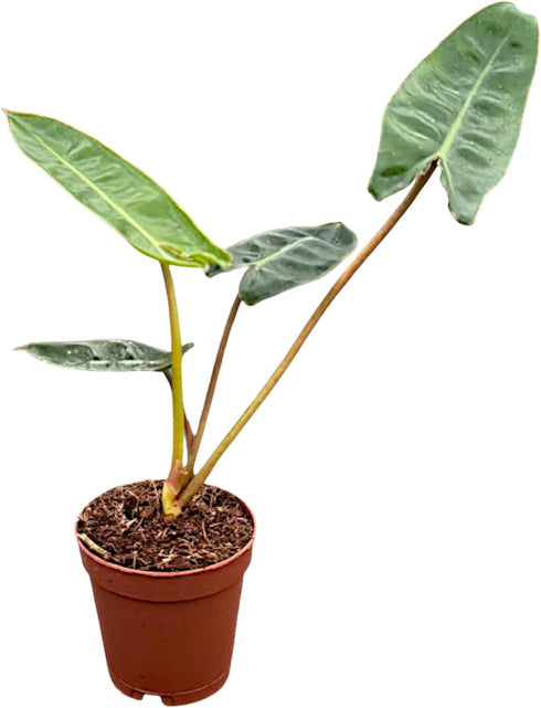 CoollectivePlants Philodendron Billietiae Croat Live Plant in 2 Grower Pot Rare Indoor