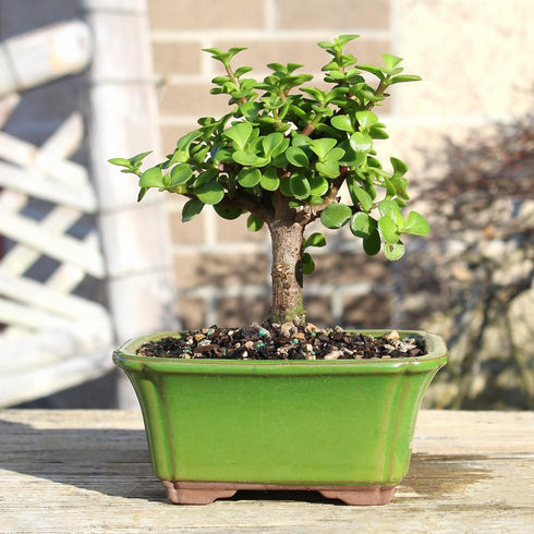 3 5-8 Inches Brussel's Bonsai - Live Dwarf Jade Bonsai Tree in a Ceramic Bonsai Pot, Indoor Succulent Houseplant, Years