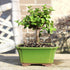 3 5-8 Inches Brussel's Bonsai - Live Dwarf Jade Bonsai Tree in a Ceramic Bonsai Pot, Indoor Succulent Houseplant, Years