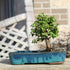 4 8 12 Inches Brussel's Bonsai Live Dwarf Jade Bonsai Tree, Indoor - Medium, Years Old, to Tall - Jade Tree