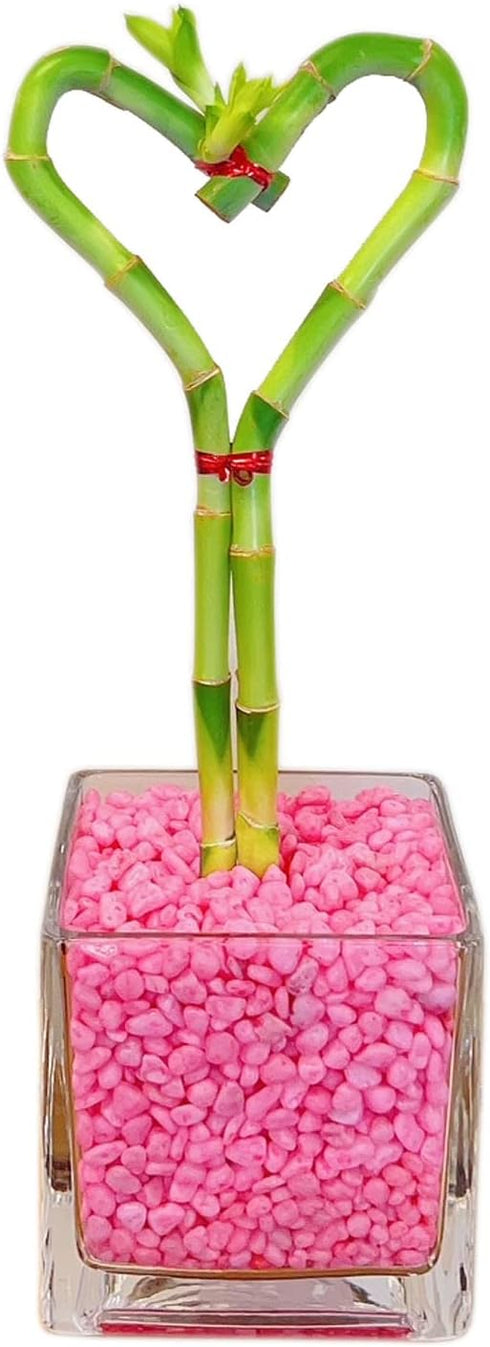 Athena's Garden Heart Shape Bamboo Plants Live Indoor Lucky Bamboo Stalk in