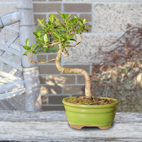 4 5-8 Inches Brussel's Bonsai - Live Golden Gate Ficus Bonsai Tree in Ceramic Bonsai Pot, Indoor Bonsai Plant, Years