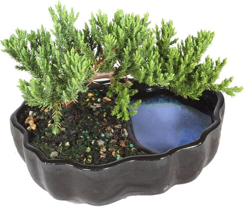 3 6-8 Inches Brussel's Bonsai - Live Green Mound Juniper Bonsai Tree in Zen Reflections Pot, Outdoor Bonsai Tree Live