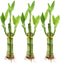 Set of Three 3 Stalk Lucky Bamboo Arrangements - 6 Inch Lucky
