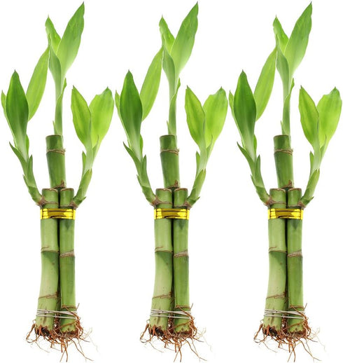 Set 3 6 Inch NW Wholesaler - of Three Stalk Live Indoor Lucky Bamboo Arrangements with One Bottle of Lucky Bamboo