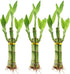 Set 3 6 Inch NW Wholesaler - of Three Stalk Live Indoor Lucky Bamboo Arrangements with One Bottle of Lucky Bamboo
