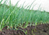 Votaniki Bulbs, Sets (170 Pack) Vegetable - Onion Red Baron Onion - Large Onion and Globe shaped