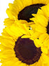 Vibrant Sunflower Bouquet with Vase - Perfect for Celebrations and Special Occasions