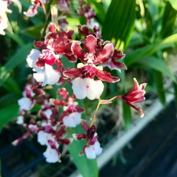 Aloha Hawaii Orchids Oncidium Sharry Baby 'Sweet Fragrance' Orchid Plant from Hawaii in 4 pots