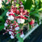 Aloha Hawaii Orchids Oncidium Sharry Baby 'Sweet Fragrance' Orchid Plant from Hawaii in 4 pots