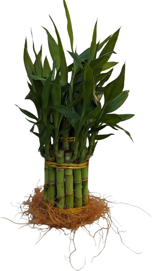 Generic 15 Live Lucky Bamboo Plant, Stalks, Two Tier, Air Purifying, Indoor