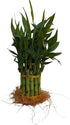 Generic 15 Live Lucky Bamboo Plant, Stalks, Two Tier, Air Purifying, Indoor
