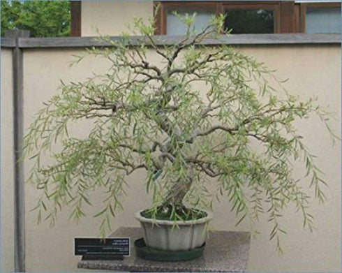 3 2-3 inches Jumbo Bonsai Tree Dragon Claw Willow - foot tall Trunk approx Thick