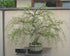 3 2-3 inches Jumbo Bonsai Tree Dragon Claw Willow - foot tall Trunk approx Thick