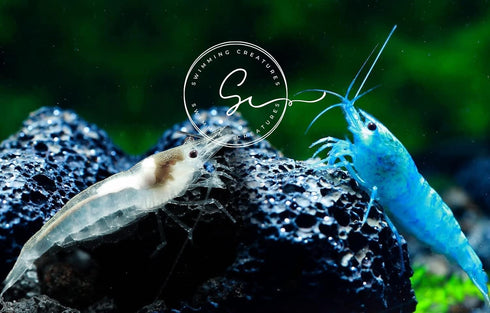 Swimming Creatures Premium Neocaridina Shrimp Fun Two-Color Combo for a Vibrant Aquarium