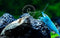 Swimming Creatures Premium Neocaridina Shrimp Fun Two-Color Combo for a Vibrant Aquarium