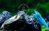 Swimming Creatures Premium Neocaridina Shrimp Fun Two-Color Combo for a Vibrant Aquarium