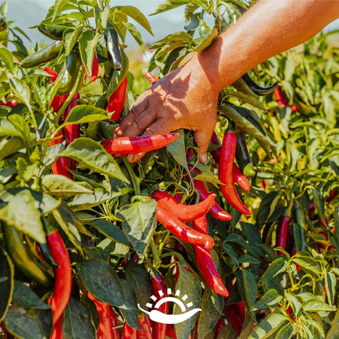 33.5 oz Pack TUTTOCALABRIA Crushed Calabrian Chili Pepper, Paste/Spread, Club Size, All Natural, Non-GMO, Product