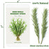 35-40 3oz 7" PCS Naturally Dried Whole Rosemary Sprigs, Rosemary Sprigs Spices, RosemaryStems for Cooking, Baking, Tea